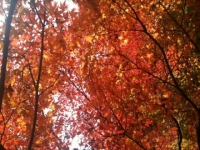 紅葉.jpg